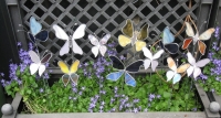 Vlinder paars
