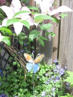 Vlinder  oranje blauw