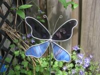 Vlinder  paars blauw