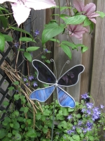 Vlinder  paars blauw