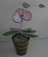 Orchidee in pot