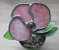 Orchidee in pot
