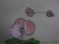 Orchidee in pot
